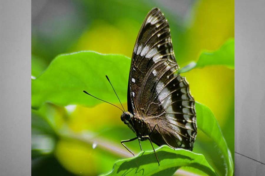 Butterfly Fair held at JU