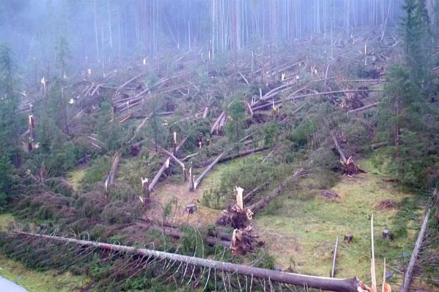 Fallen trees are seen in the mountain near Belluno, Italy, November 3, 2018. Vigili del Fuoco/Handout via Reuters