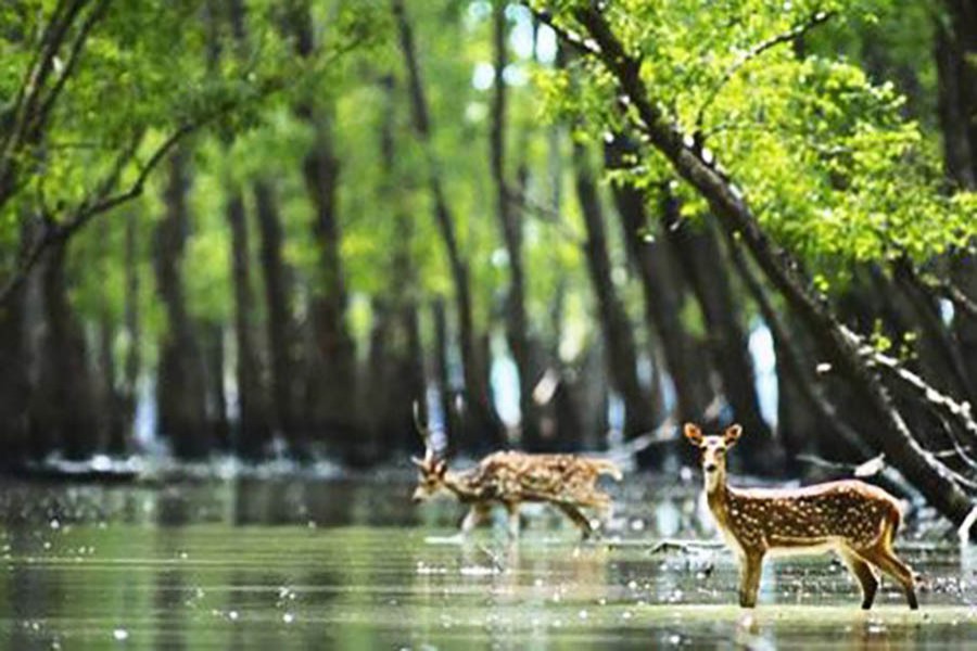 Authorities plan three-month ban on tourism in Sundarbans