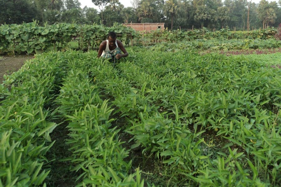 A peasant weeding a piece of water spinach field in Boraigram upazila of Natore on Tuesday     	— FE Photo