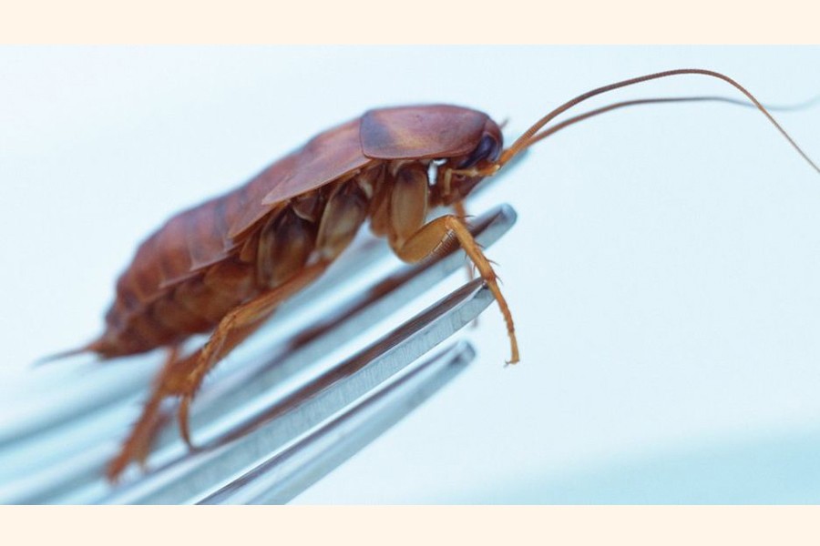 Managers compel staff to drink urine, eat roaches