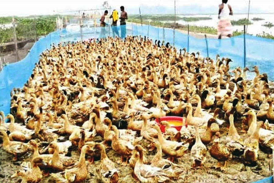 A view of a duck farm in Shingra upazila of Natore — FE Photo