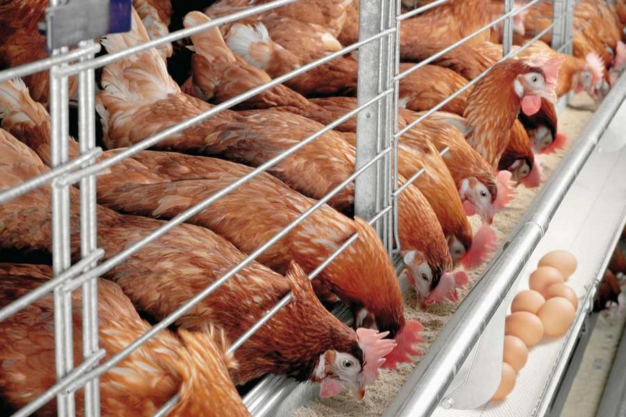 Fresh hope for poultry industry?   