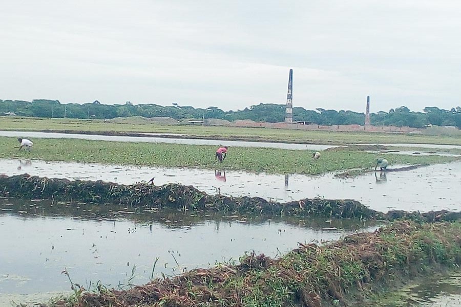 Farmers working in their field in Karargati under Gopalganj Sadar on Sunday 	— FE Photo