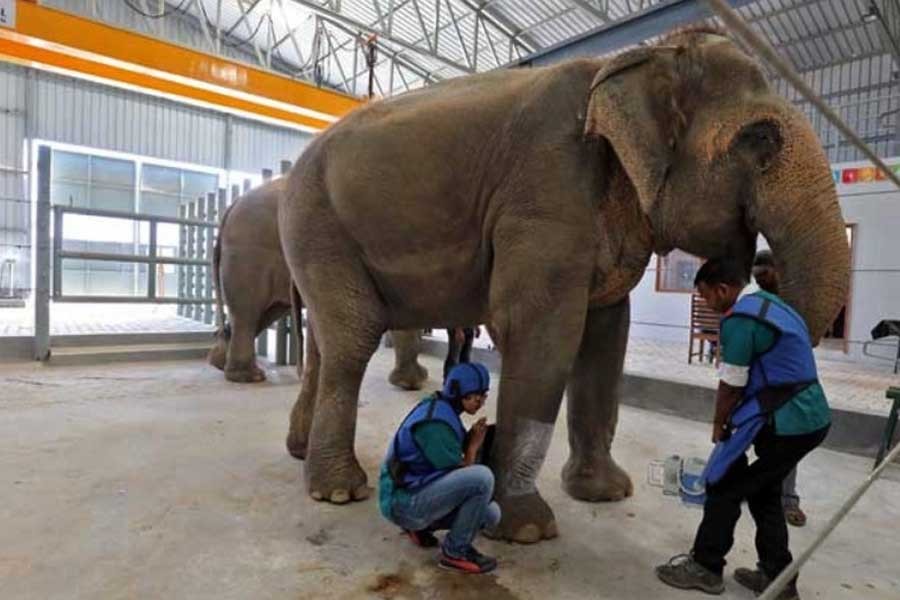 India opens first-ever elephant hospital