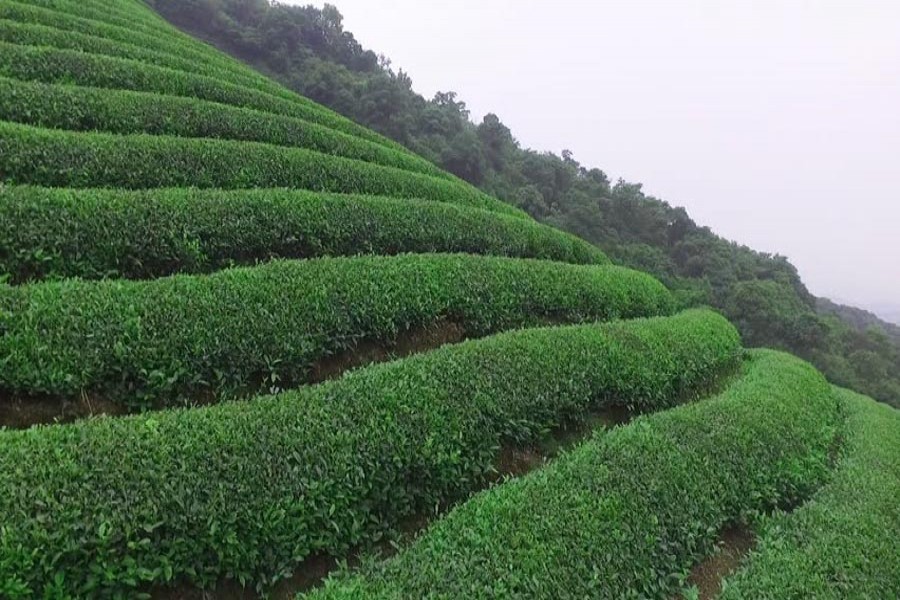 Kenya beats India in world tea market so far