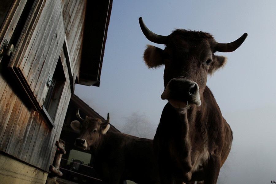 A horned cow is pictured at the farm of Armin Capaul, founder of the horned cow initiative (Hornkuh-Initiative), in Perrefitte near Moutier, Switzerland on November 15, 2018 — Reuters photo