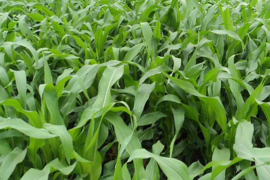 Maize cultivation exceeds  target in Joypurhat