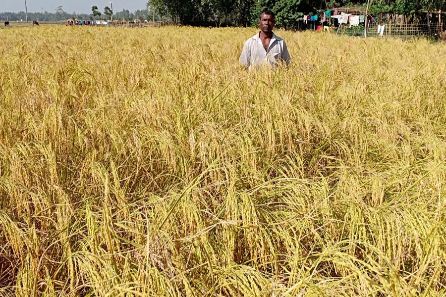 A farmer seen at his aromatic rice field in Nazirhat area of Rangpur district	 	— FE Photo