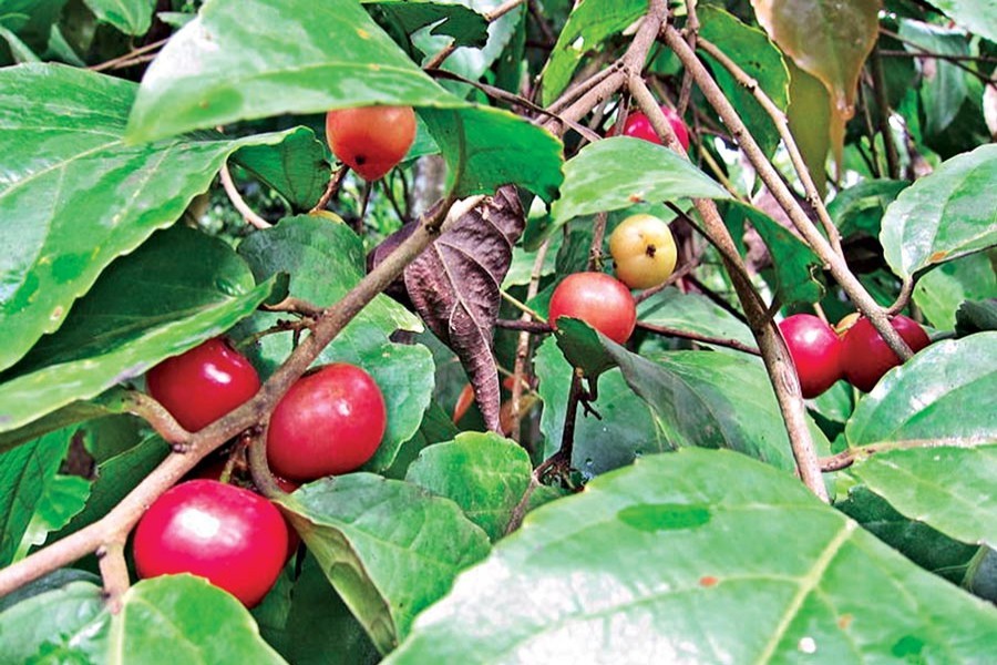 Coffee Plum — File Photo