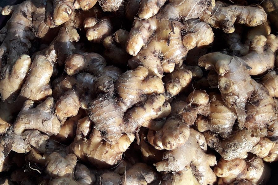 High prices delight Tangail ginger cultivators