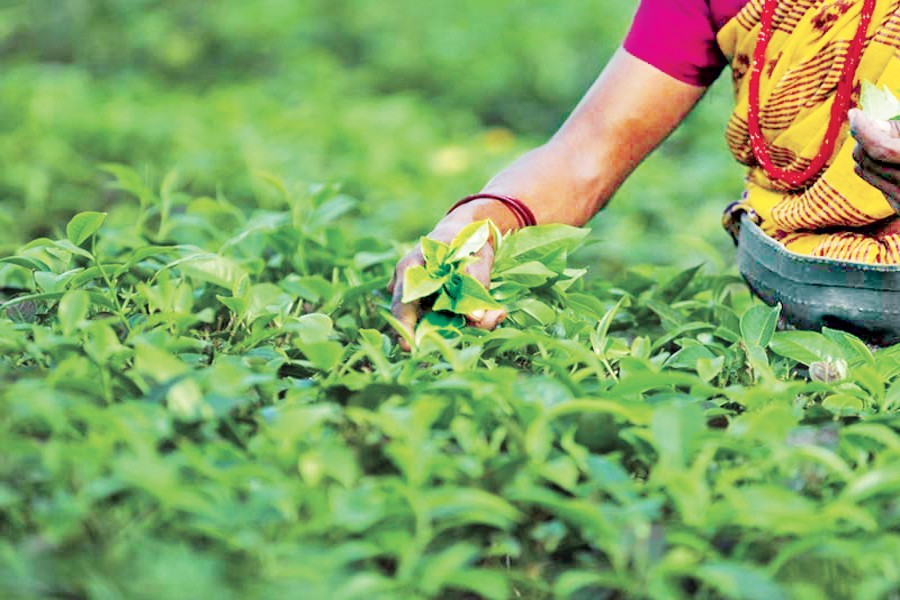 Tea production higher than last year's