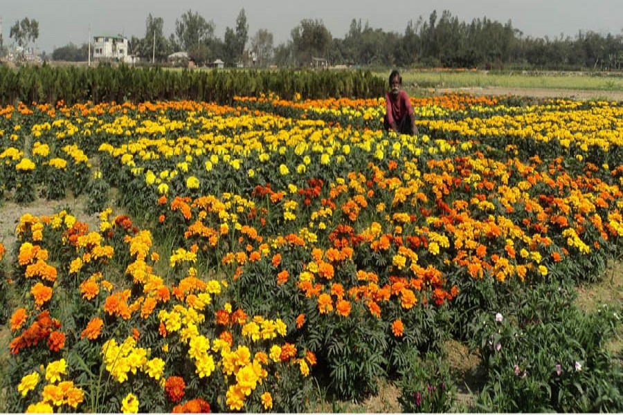 A farmer taking care of his marigold field in Shibganj upazila of Bogura on Saturday    	— FE Photo