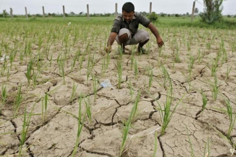 Diversification of crops   