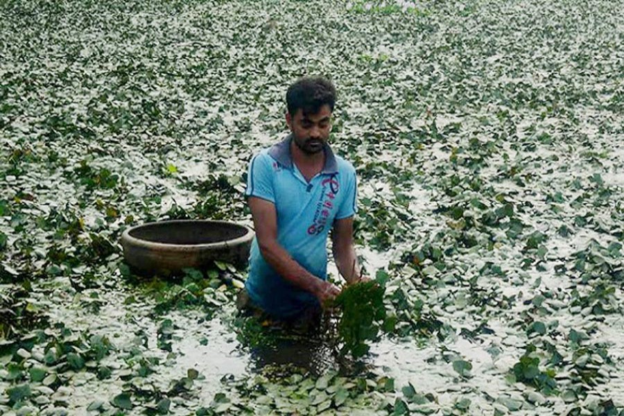 A water chestnut grower harvesting his produce in a water body in Nandigram upazila of Bogura on Tuesday    	— FE Photo