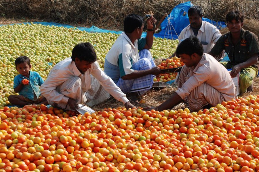 Farmers cultivating tomatoes. File photo