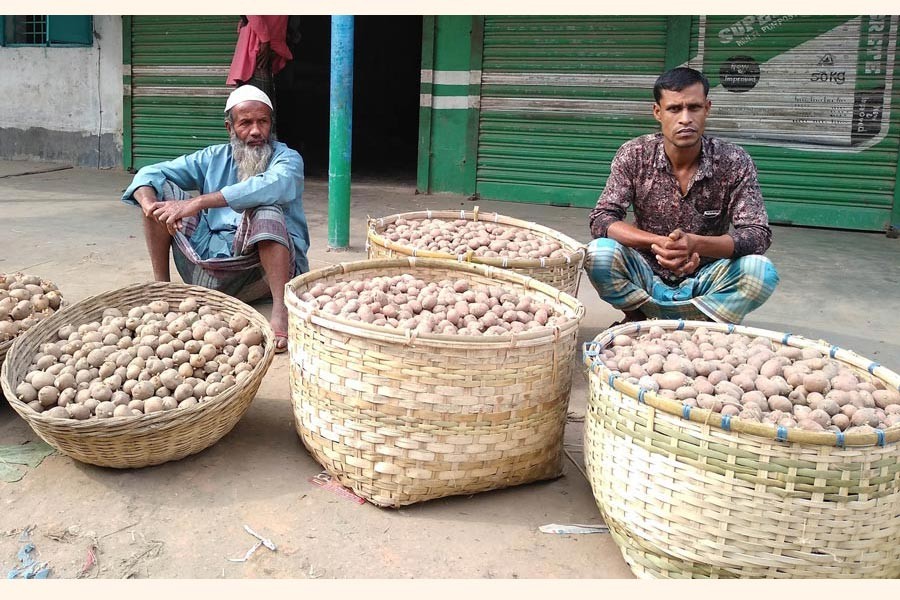 Two potato seed traders waiting for customers in a market under Shibganj upazila of Bogura on Wednesday     	— FE Photo