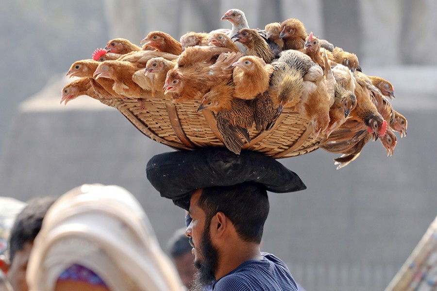 A vendor carrying and selling chickens on the streets in Dhaka city — FE photo by Shafiqul Alam