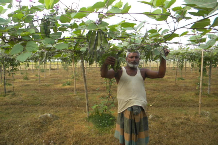 A farmer taking care of his bean field under Derai upazila of Sunamganj on Saturday	— FE Photo