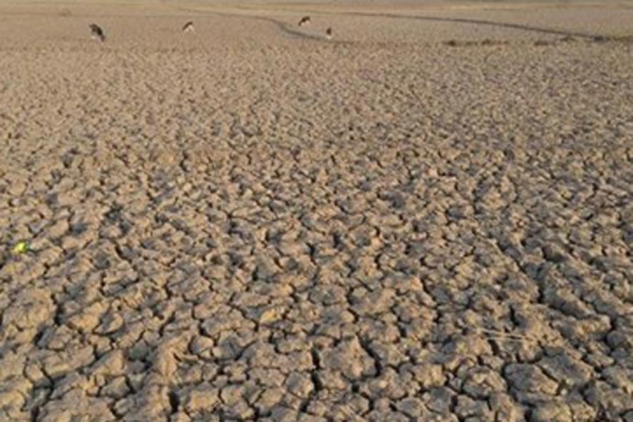 Aquatic plants dying as  Beel Kumari drying up