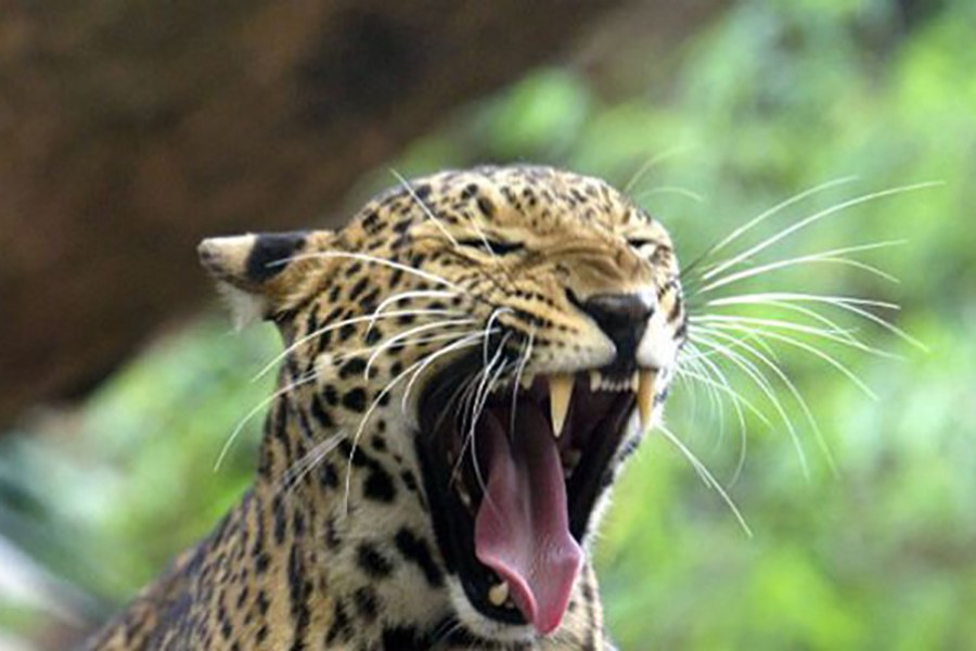 Leopard kills meditating monk in forest