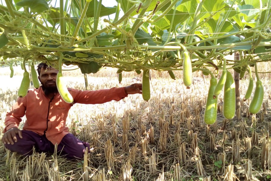 A farmer taking care of his bottle gourd field in Nakrirchar village of Raghunathpur union under Gopalganj Sadar on Saturday     	— FE Photo