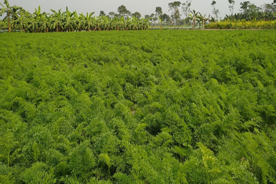 Black gram field at a village in Natore district     	— FE Photo