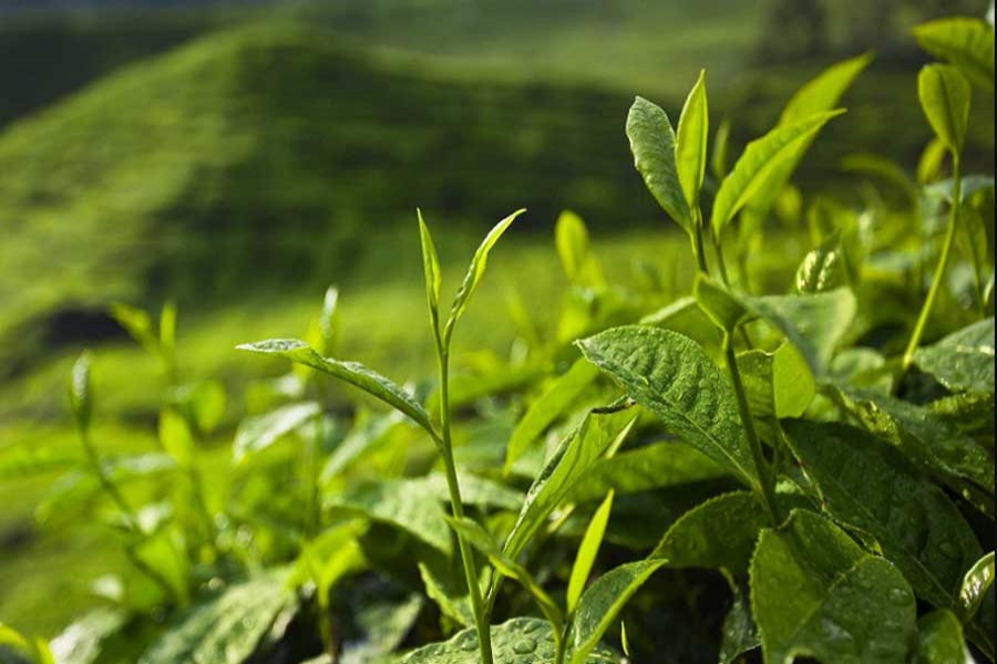 Tea plants can send chemical "Mayday" during pest attacks