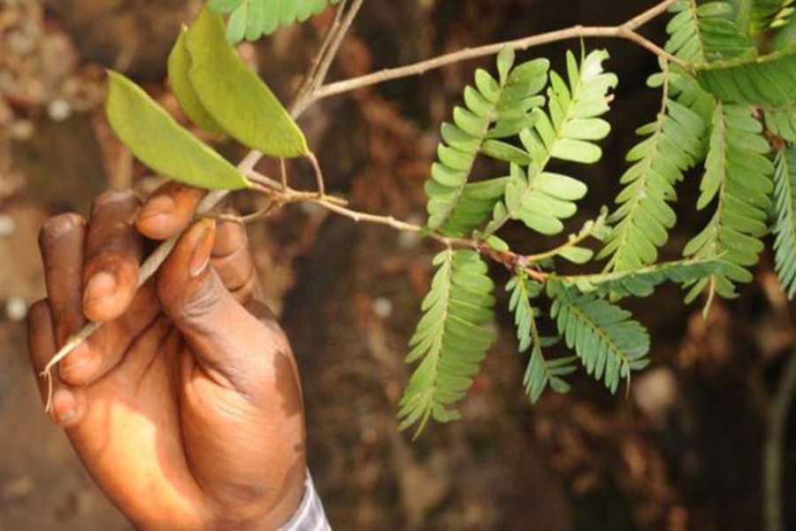 Scientists discover 10 new plants in 2018