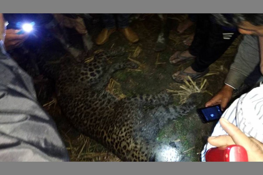 Villagers take pictures after beating dead a wild leopard in Panchagarh on Saturday. Photo: UNB