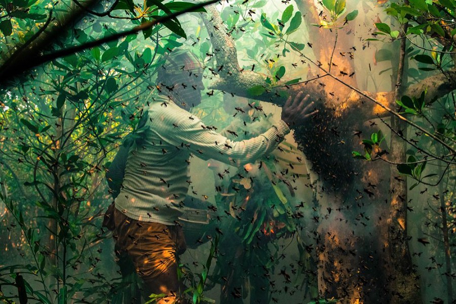 File photo of honey collectors locally known as “Mawal” prepares to break a honeycomb to get honey in the Sundarbans. Photo: National Geographic