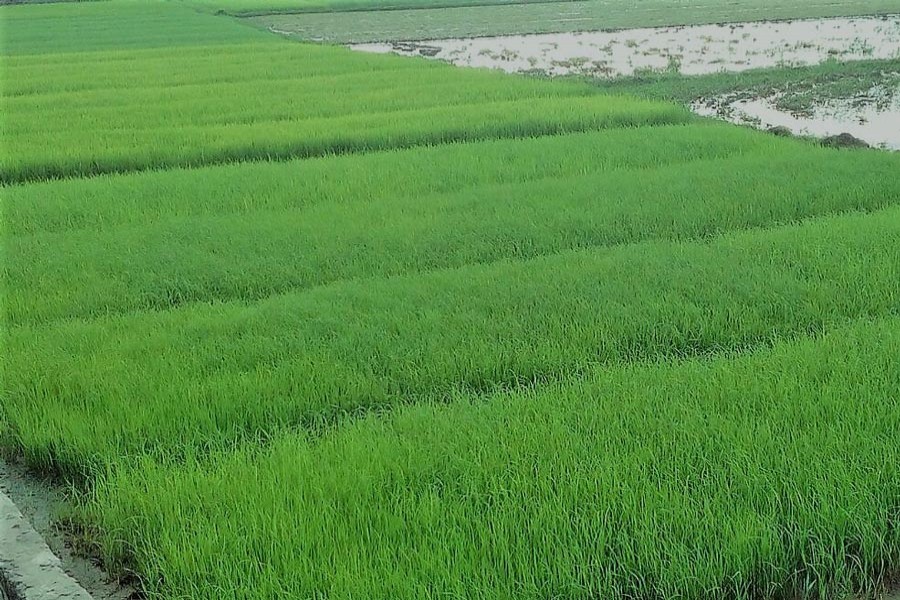 A plot of Boro seedbed in Turukbag village under Golapganj upazila of Sylhet district. The photo was taken on Monday  	—   FE Photo