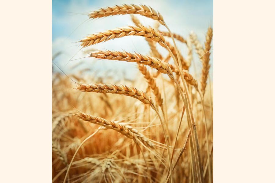 Govt tenders to import 50,000 tonnes wheat  for early 2019