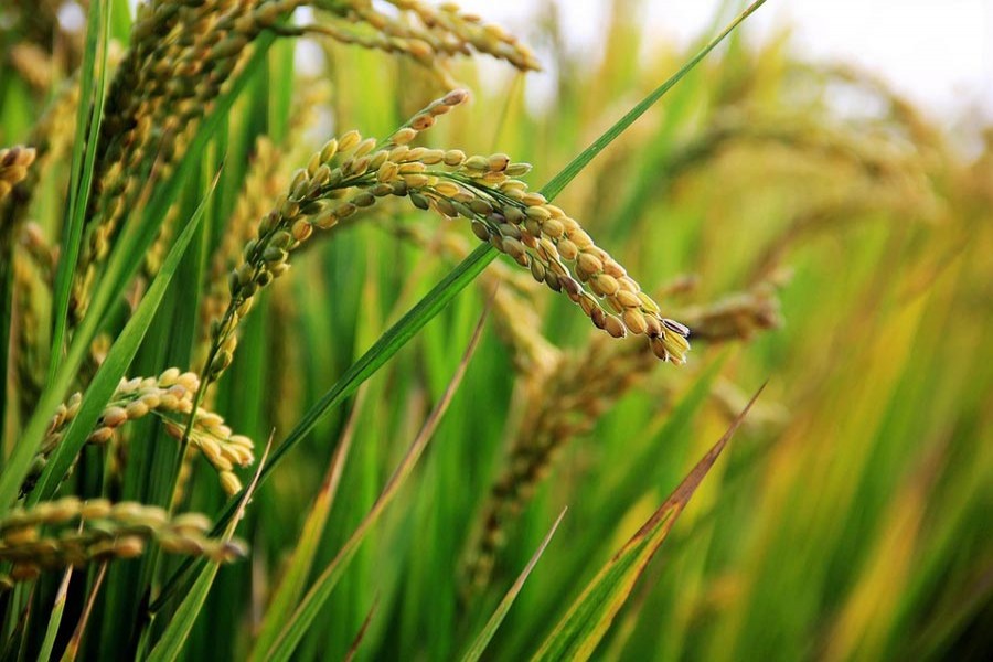 Record 2.65m tonnes of Aman paddy output in Rangpur zone