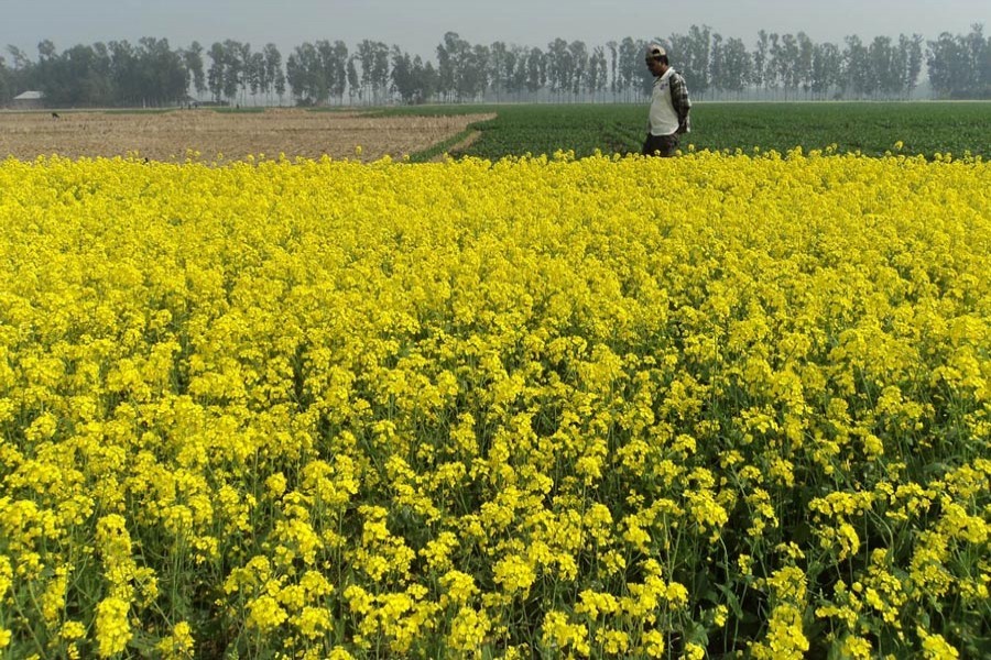 A view of a mustard field in Dupchanchia upazila of Bogura — FE Photo