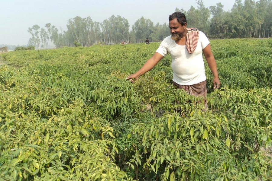 A chilli farmer harvesting his produce at a field under Dupchanchia upazila of Bogura district on Wednesday     	— FE Photo