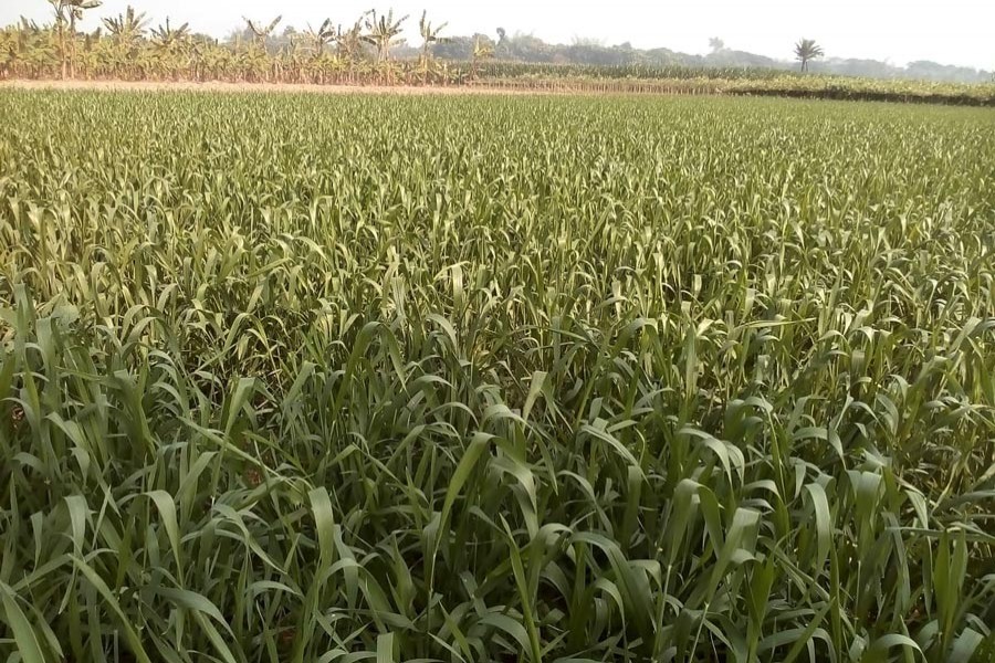 A maize field in Protappur village under Jhenidah Sadar   	— FE Photo