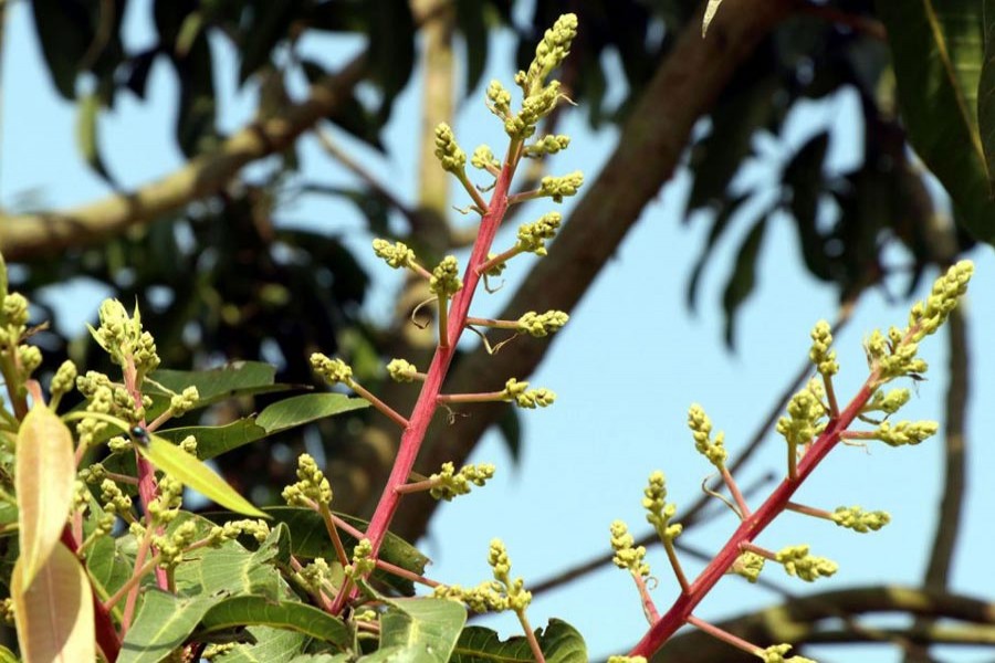 Mango buds sprout early in Rajshahi village