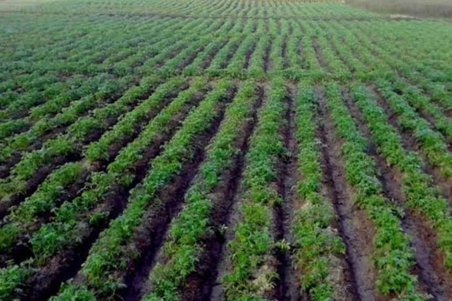 A potato field with growing plants at Atrai Upazila in Naogaon district 	— FE Photo