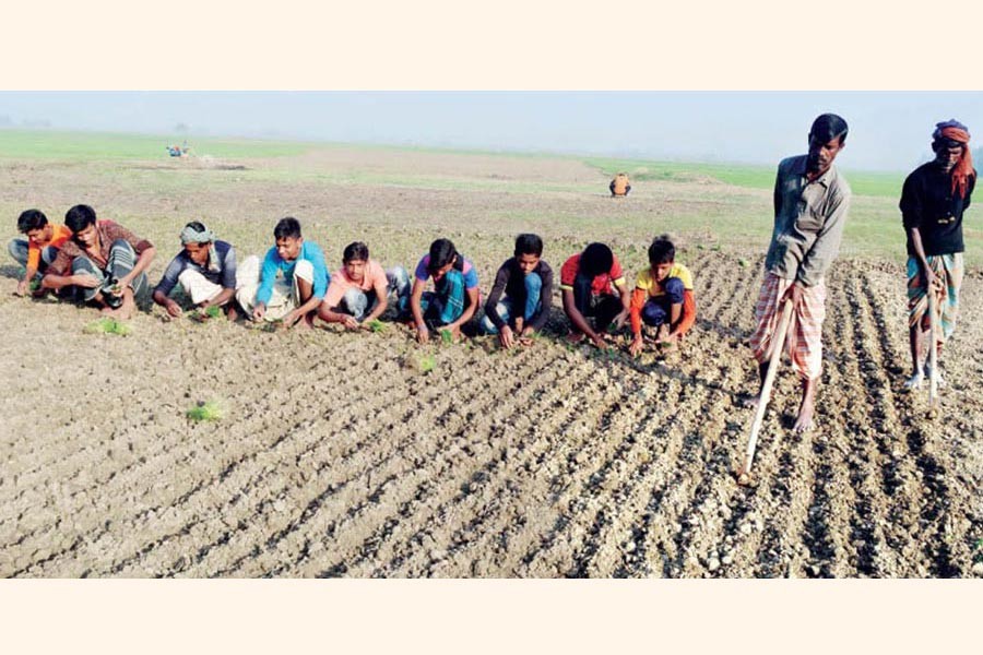 Peasants sowing onion seed at Sujanagar upazila in Pabna district 	 	— FE Photo