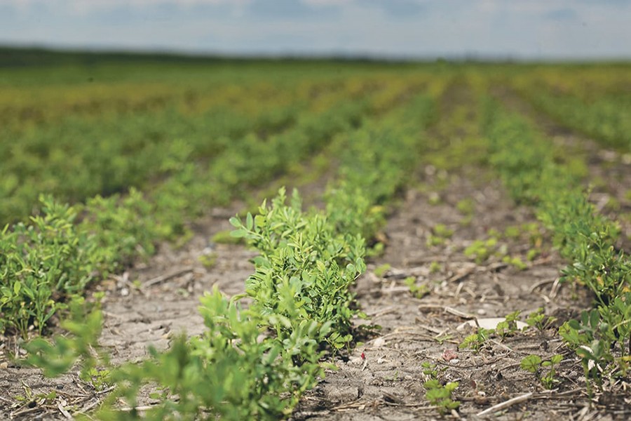 Lentil farming becoming popular in Rajshahi