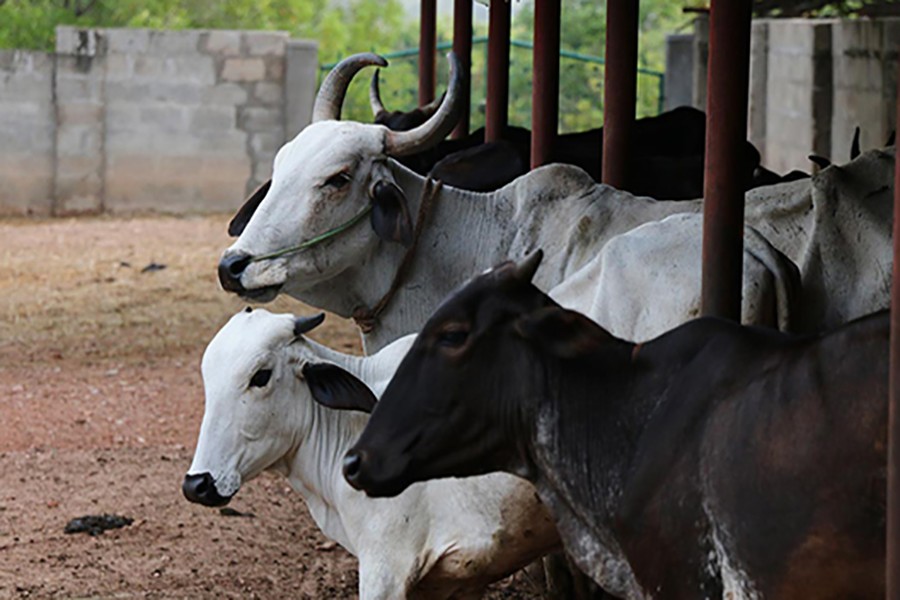 Delhi to accommodate cows in hostels