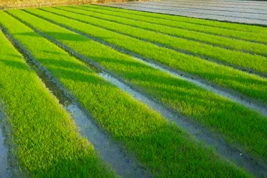 A community seedbed at Mohadevpur Upazila in Naogaon district	— FE Photo