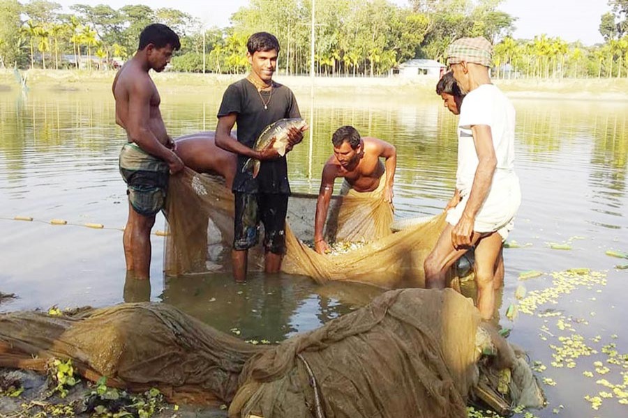 Farmers catching fish at Joybhoga village under Gabtoly upazila of Bogura district	— FE Photo