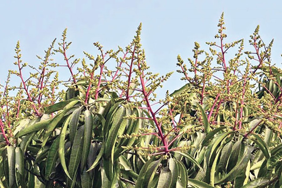 Mango flowering starts early in Rajshahi