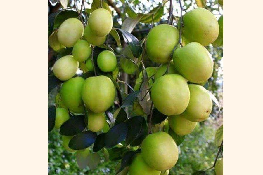 Baukul cultivation popular  in Rangpur division