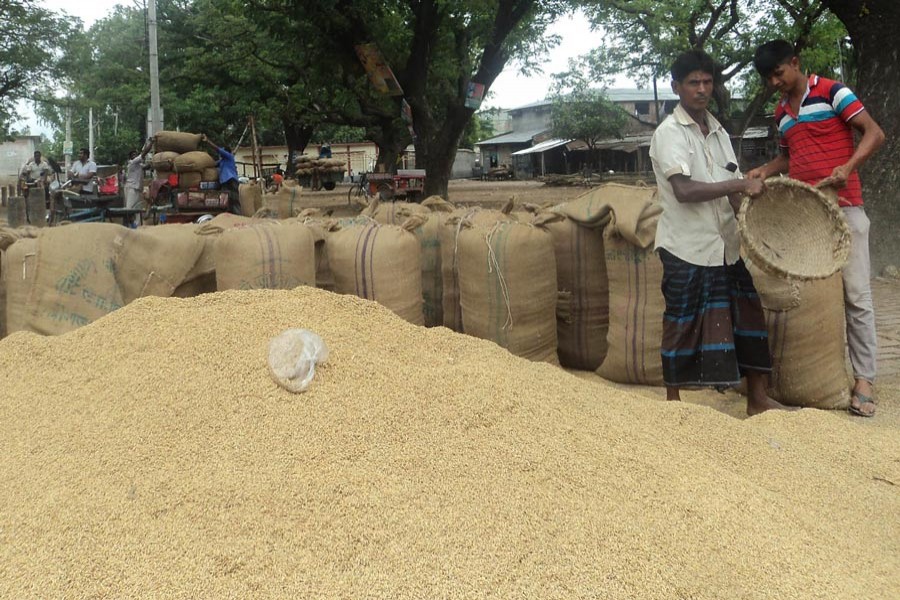 Farmers filling sacks with T-Aman paddy for sale in Bogura 	— FE Photo