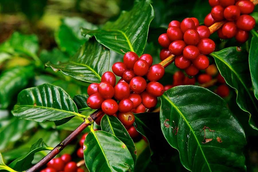 60pc of world’s coffee species face extinction