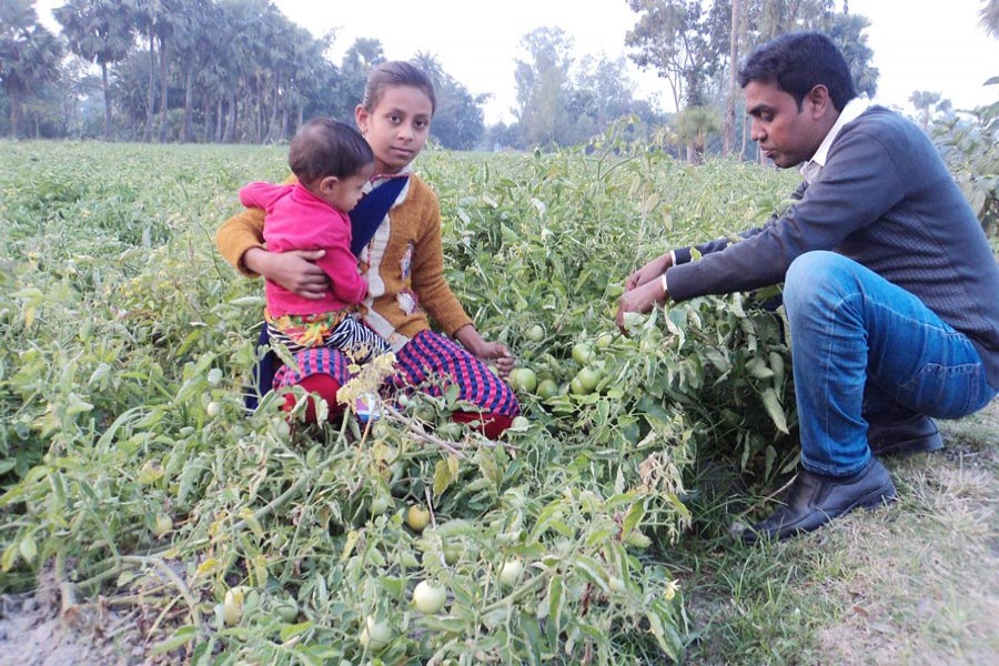 Harvesting of tomato going on at Dupchanchia upazila of Bogura district 	 	— FE Photo