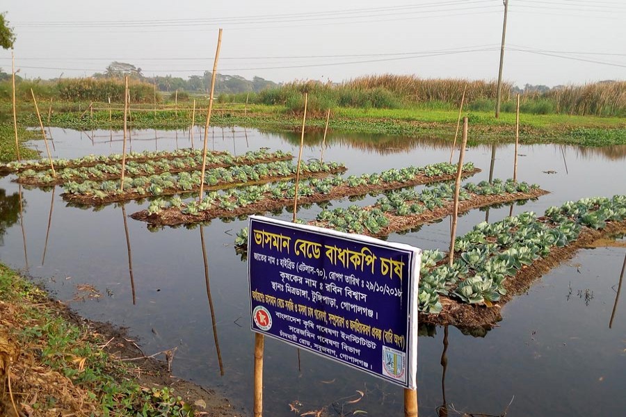 Floating cabbage beds seen at Mritodanga village of Joaraia union under Tungipara Upazila in Gopalganj  	— FE Photo